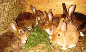 Чем лучше кормить кроликов для быстрого роста