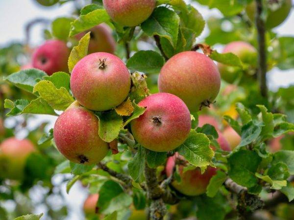 Яблоня грушовка ранняя: описание сорта и его фото