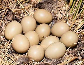 Инкубация павлиньих яиц: что это за процесс, как соблюсти нужный режим в домашних условиях и при какой температуре?