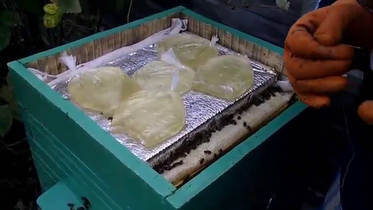 Как подкормить пчел зимой сахарным сиропом, когда начинать подкормку пчел на зиму