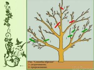 Правила обрезки плодовых деревьев