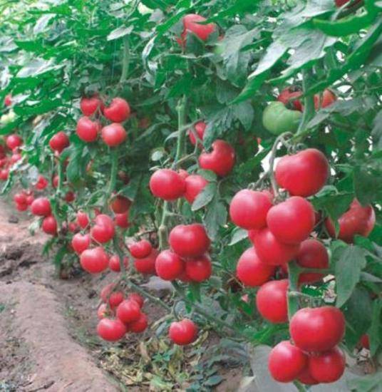 Малиновый звон: описание сорта томата, характеристики помидоров, посев