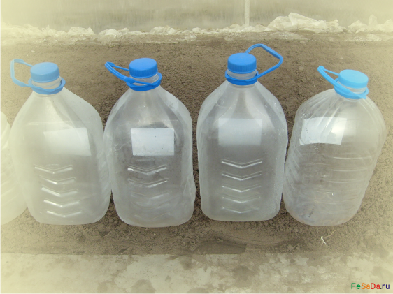 Выращивание огурцов в пластиковых пятилитровых бутылках: как посадить и вырастить