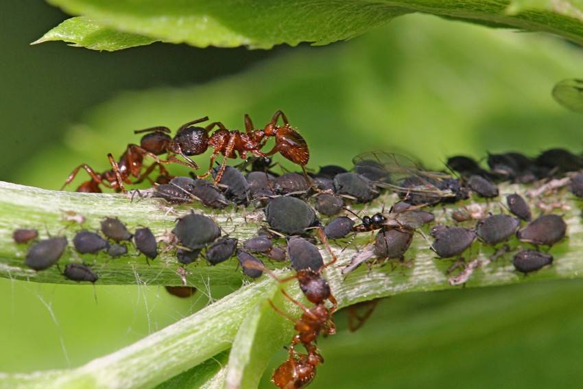 Как избавиться от муравьев в теплице