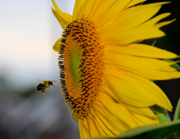 Список медоносных трав, деревьев и высеиваемых для пчёл. описание с фото и видео