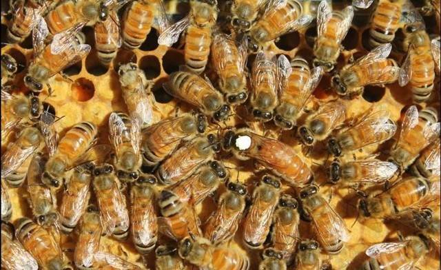Породы пчёл: описание, характеристика, достоинства и недостатки