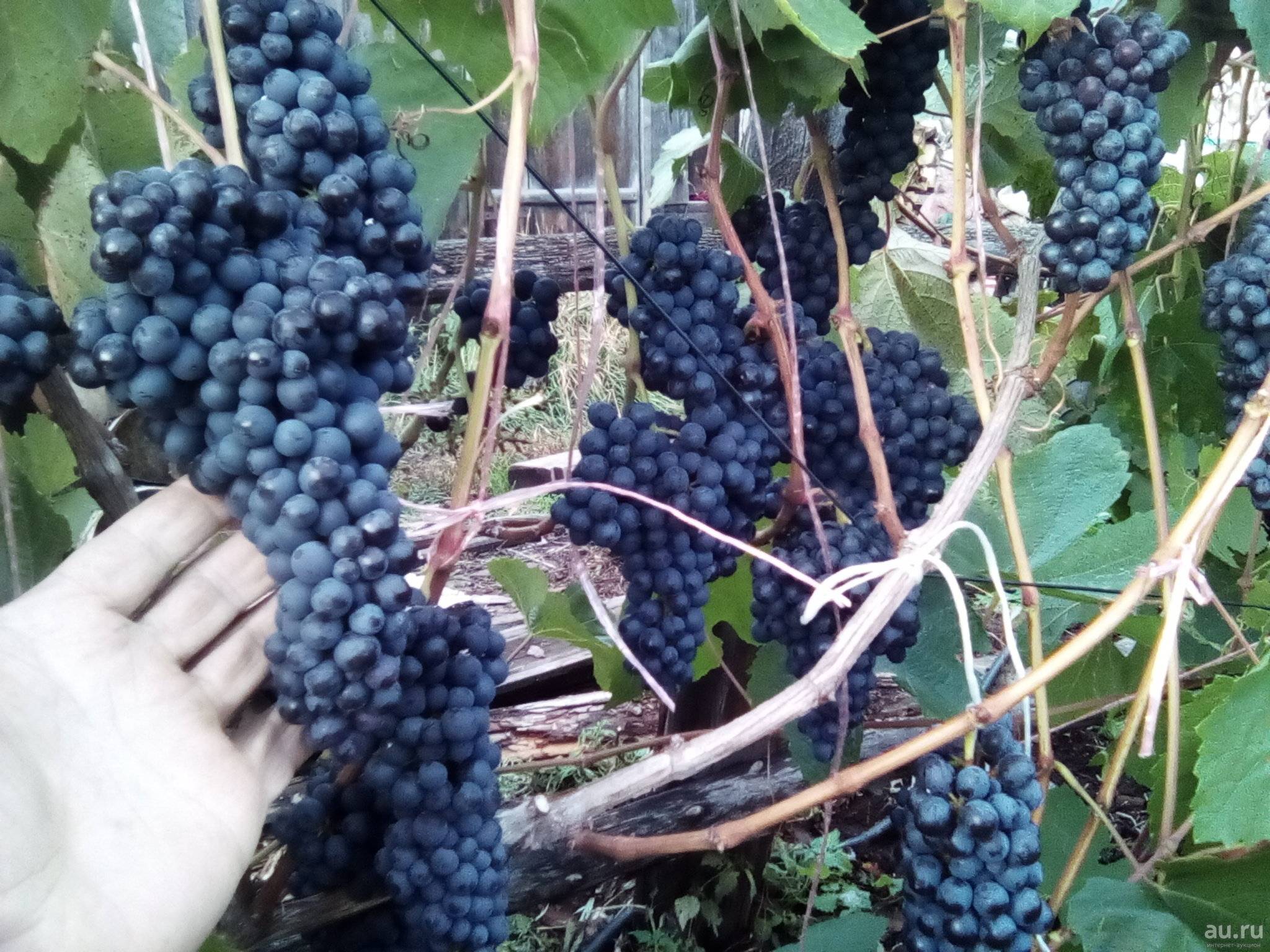 Почти детективная история. о винограде сорта памяти домбковской