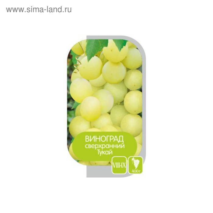 Виноград сорта молдова
