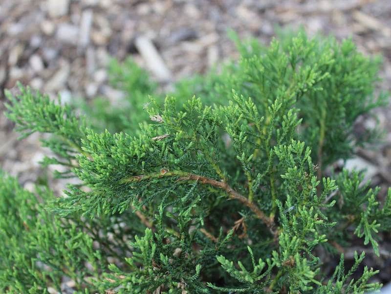Можжевельник казацкий (juniperus sabina)