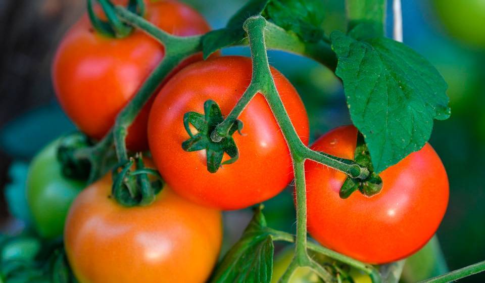 Рассада томатов на подоконнике. чем поражается и как бороться с вредителями?