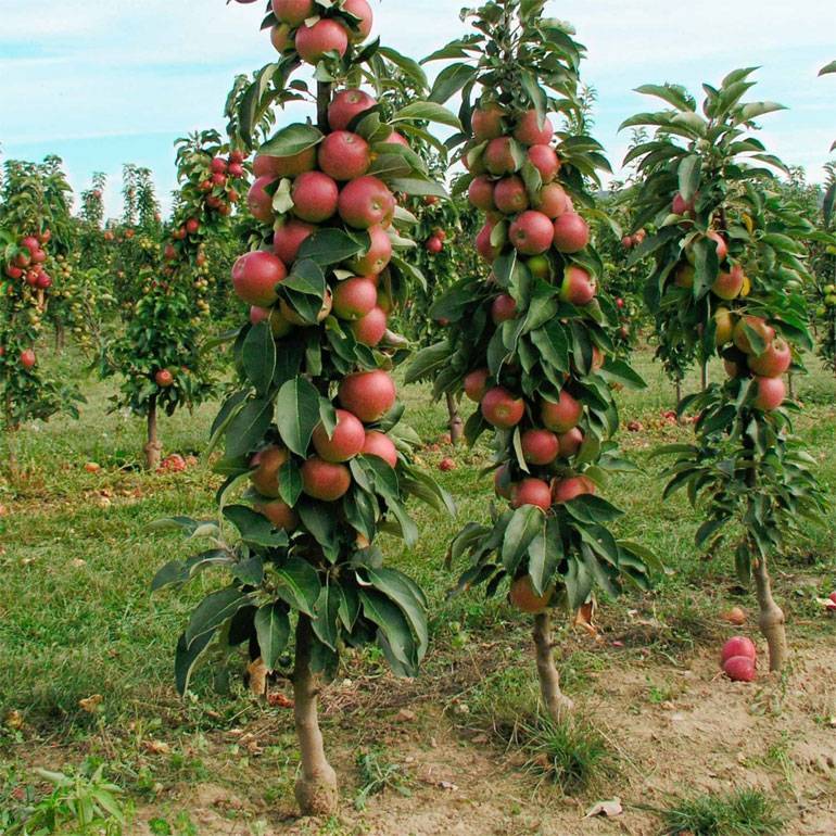 Колоновидные яблони: сорта, посадка и уход
