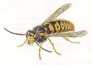Как можно избавиться от пчел на даче под крышей, как бороться с осами на участке