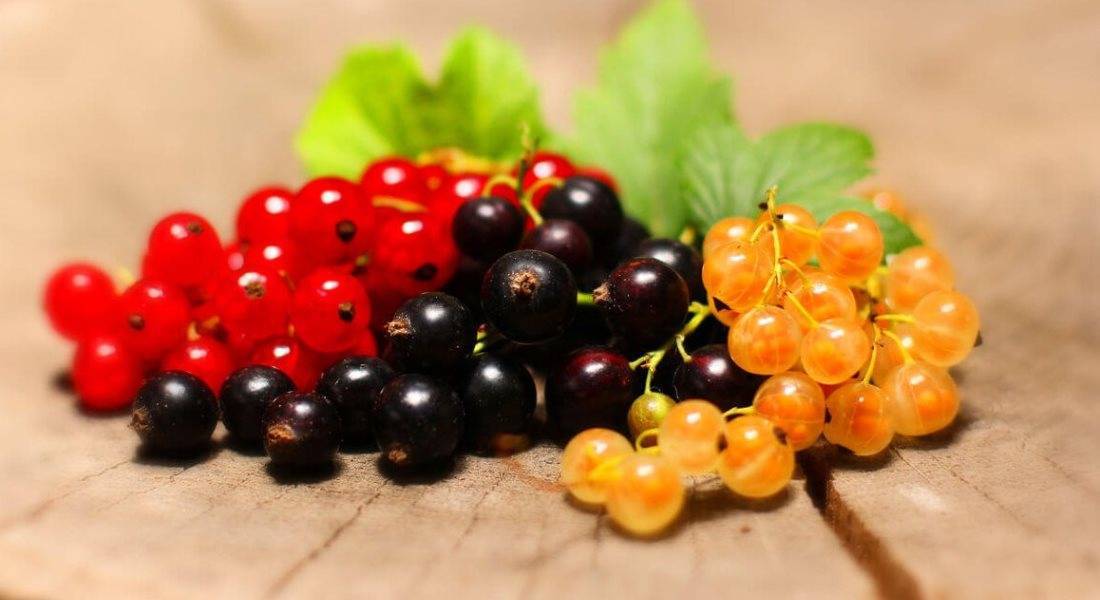 Сорт смородины чёрный жемчуг: описание, особенности вегетации, урожайность