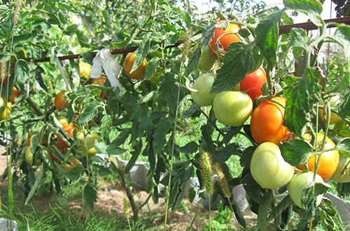 Советы от опытных огородников: как использовать йод для подкормки томатов
