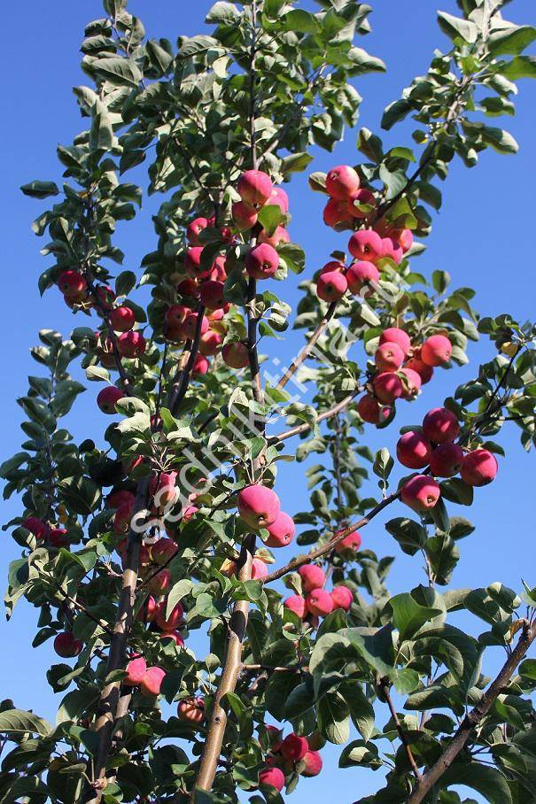 Подробная характеристика и особенности выращивания яблони сорта былина