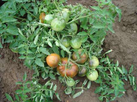 О томате Грибовский: описание сорта, характеристики помидоров, посев