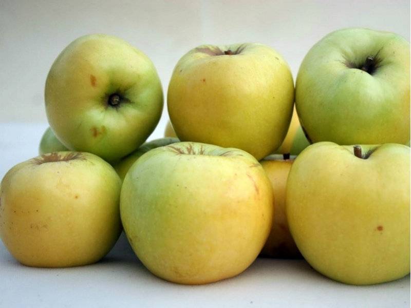 Лучшие сорта яблонь | фото | описание | отзывы
