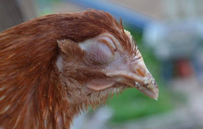 О болезнях глаз у курицы: что делать, если один глаз закрылся, как лечат слепоту