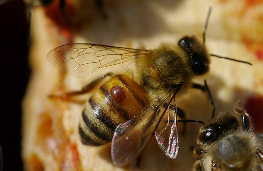 Какие лекарства полезны для пчел