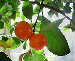 Выращивание апельсина из косточки в домашних условиях: как посадить