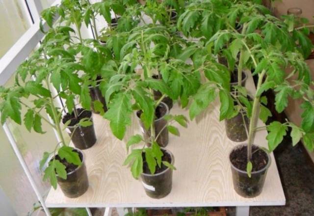 Какие стимуляторы роста используются для рассады томата и перца?