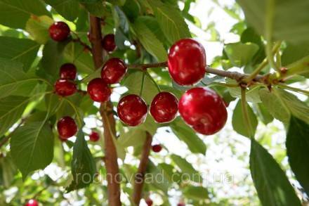 Характеристика урожайного украинского сорта вишни чернокорка