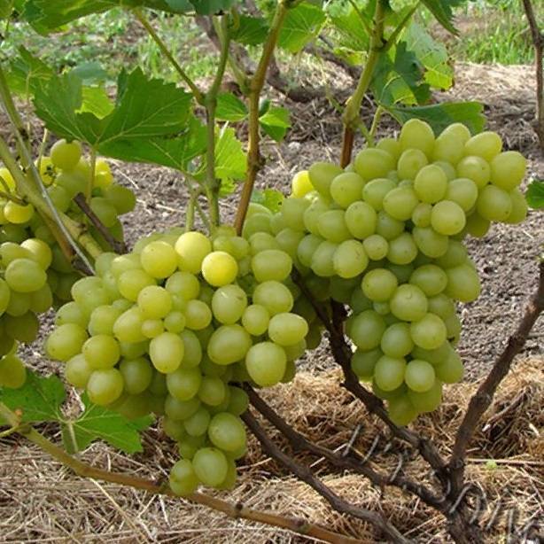 Виноград надежда аксайская – изысканный вкус и высокий урожай при минимальном уходе