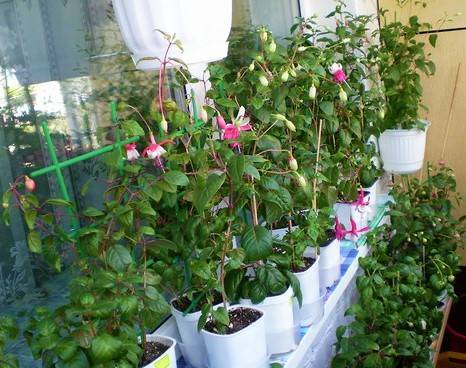 Выращивание фуксии в домашних условиях и уход за ней: как формировать микроклимат для цветка, каковы принципы размножения данного растения?