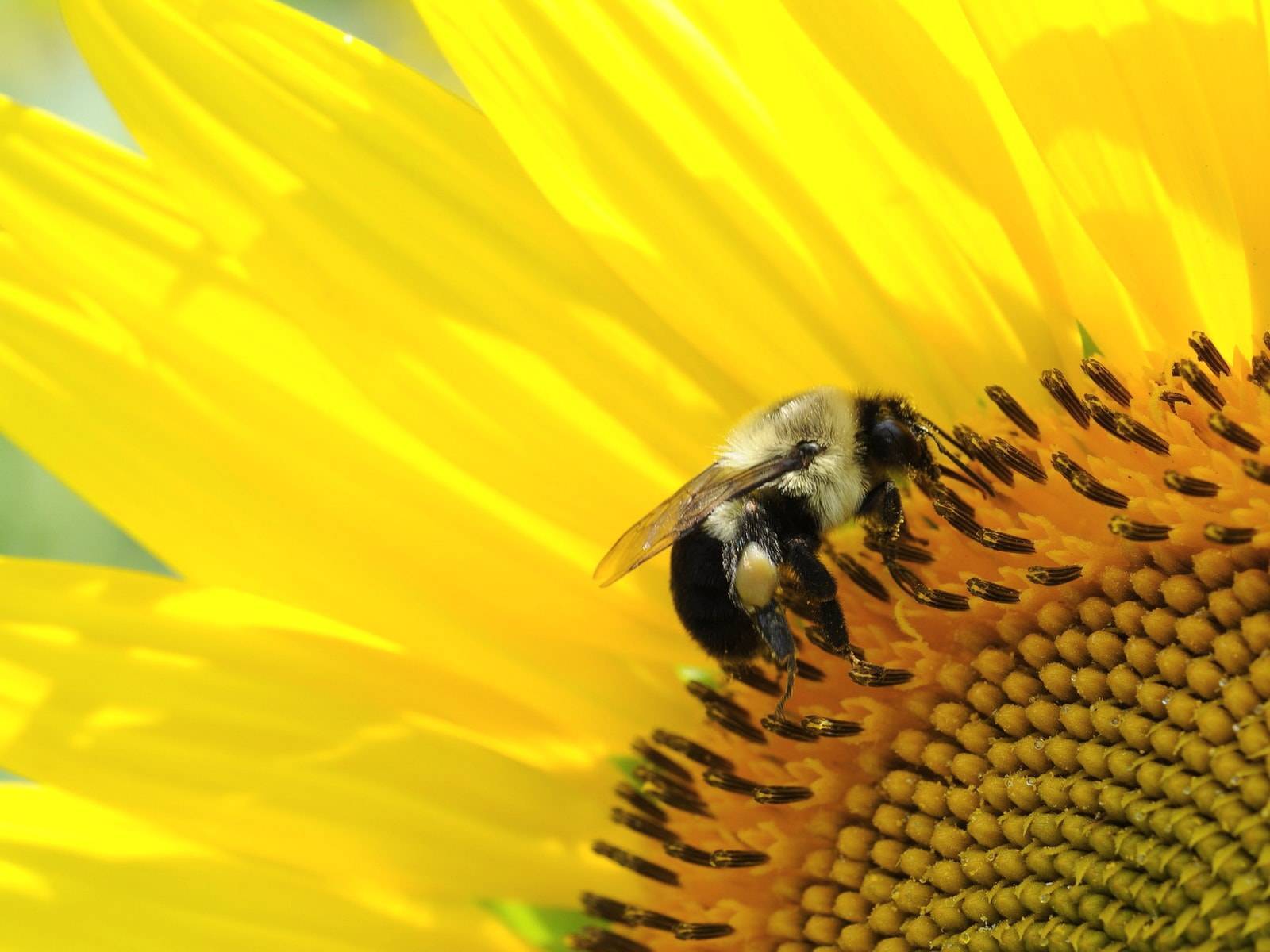 Лучшие растения-медоносы для пчёл