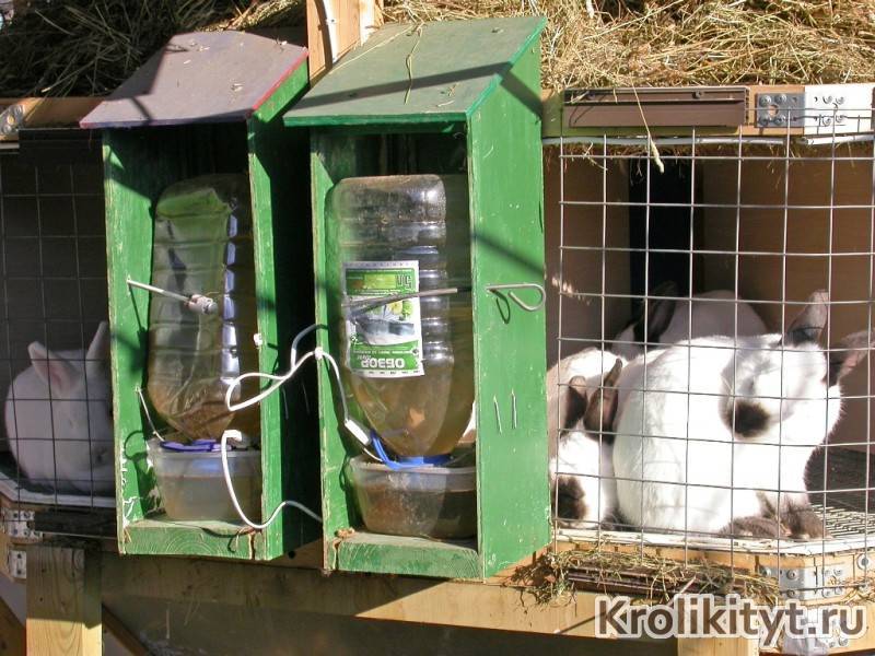 Поилка для кроликов: виды и изготовление
