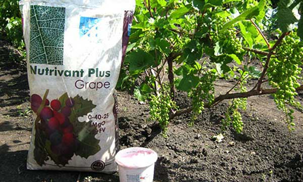 Чем подкормить виноград - чем, когда и как правильно удобрять во время посадки и сбора урожая (135 фото)