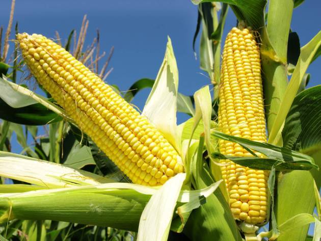 Выращивание кукурузы на даче – раскрываем секреты высокого урожая