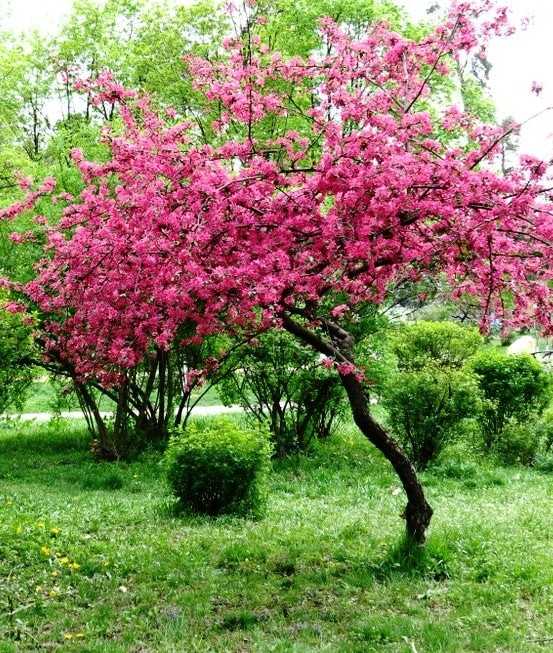 О яблоне Райской: описание и характеристики сорта, уход и выращивание