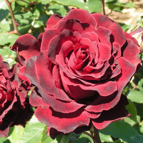 Роза чайно-гибридная осиана - описание сорта и условия агротехники | о розе