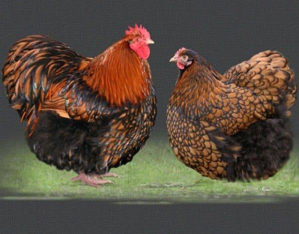 Орпингтон порода кур – описание, фото и видео