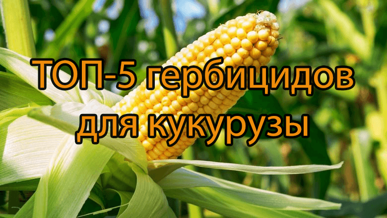 Как обрабатывать кукурузу гербицидами