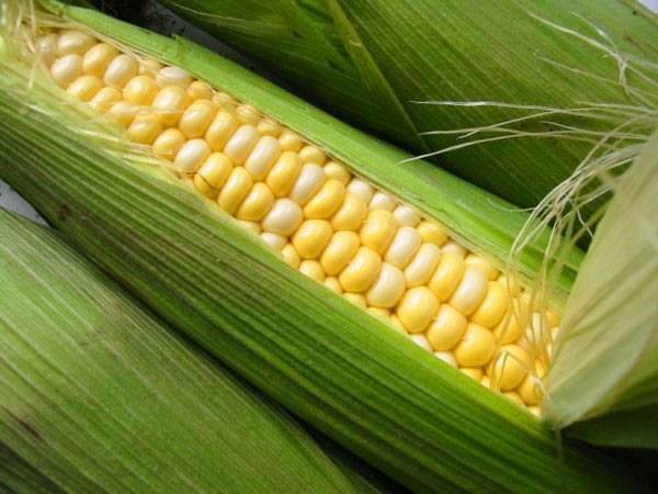 Когда сажать семена кукурузы в открытый грунт в Подмосковье, агротехника выращивания