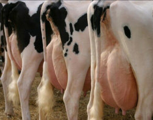 Вымя коровы: особенности строения, частые заболевания, симптоматика и правила лечения