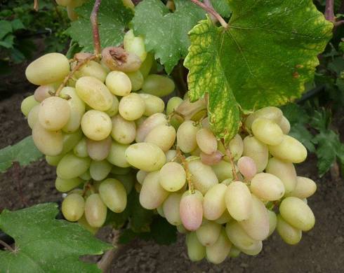 Описание сорта винограда Преображение, характеристики, преимущества и недостатки