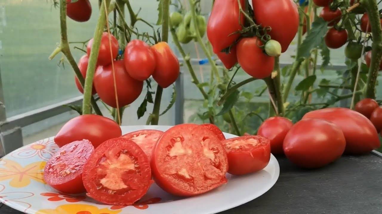 Особенности сорта томата «ракета» — характеристики, фото