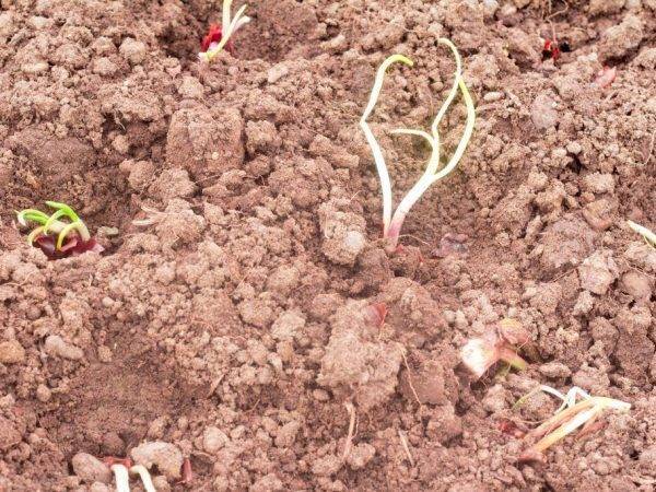 Как посадить лук-севок
