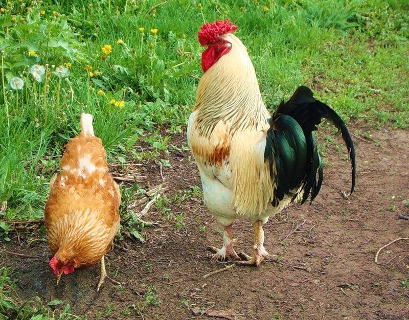 Как петух топчет курицу: описание процесса. если самец не оплодотворяет самок, несут ли они яйца