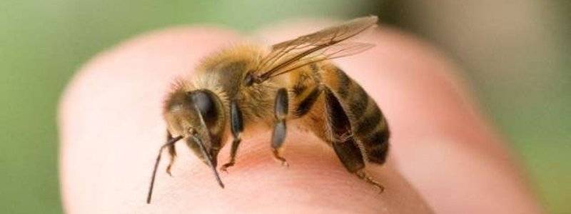 Может ли укус пчелы стать причиной аллергической реакции?