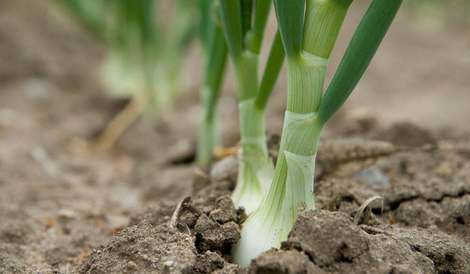 Когда сажать лук севок, рекомендации на апрель 2019 года: самое удачное время высаживания