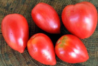 Необычный сорт томат «розовый фламинго»: характеристика и описание, особенности выращивания