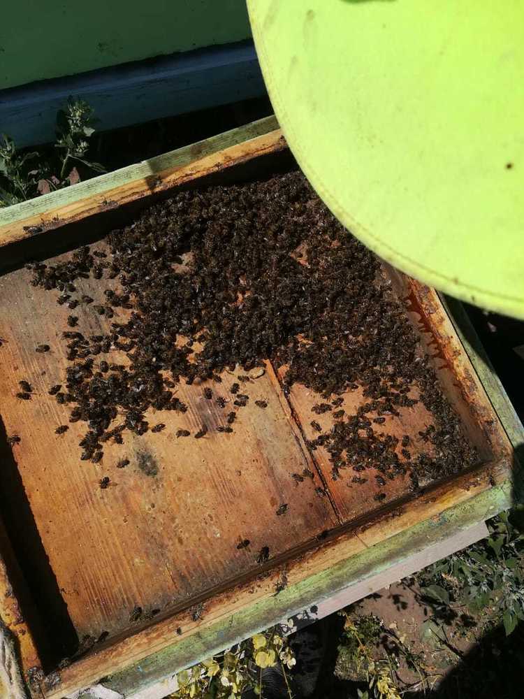 Какие пчёлы находят дорогу домой
