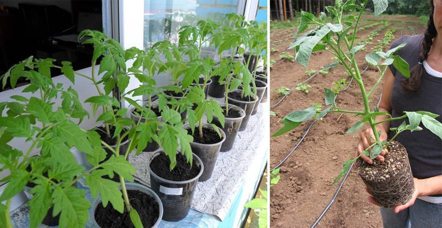 Как посадить помидоры на рассаду правильно дома, как выращивать томаты из рассады