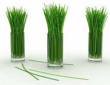 Что за трава мелисса: польза и вред, способы применения и рецепты, выращивание