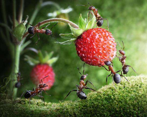 Народные средства против муравьев