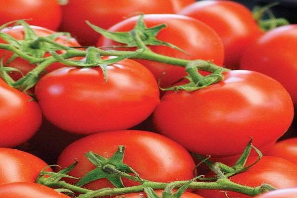 О томате гаспачо: описание сорта, характеристики помидоров, посев